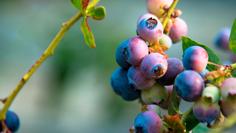 Blueberries ready for harvest